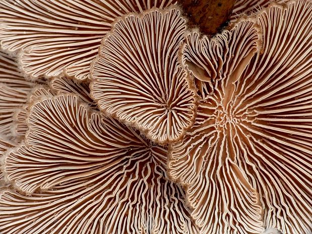 klanolupeňovka obyčajná Schizophyllum commune Fr.