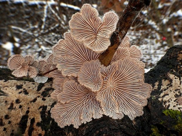 klanolupeňovka obyčajná Schizophyllum commune Fr.