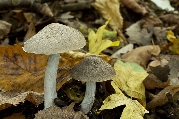 čírovka zemná Tricholoma terreum (Schaeff.) P. Kumm.