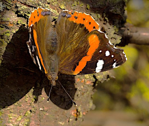 babôčka admirálska Vanessa atalanta