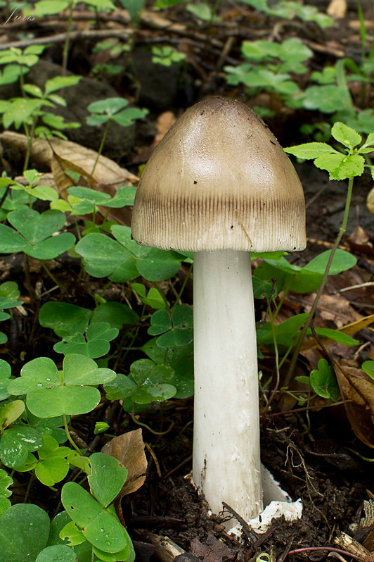 muchotrávka pošvatá Amanita vaginata (Bull.) Lam.