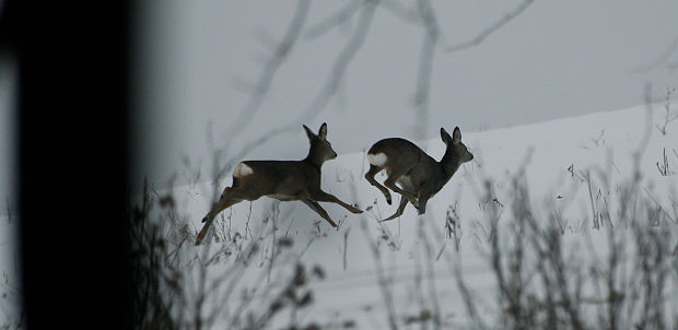 srna lesná Capreolus capreolus