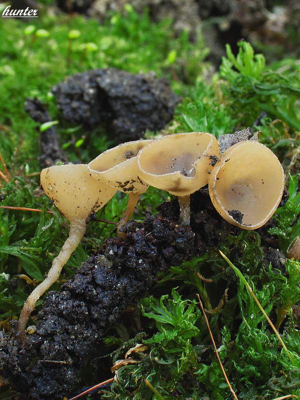 jahňadka obyčajná Ciboria amentacea (Balb.) Fuckel