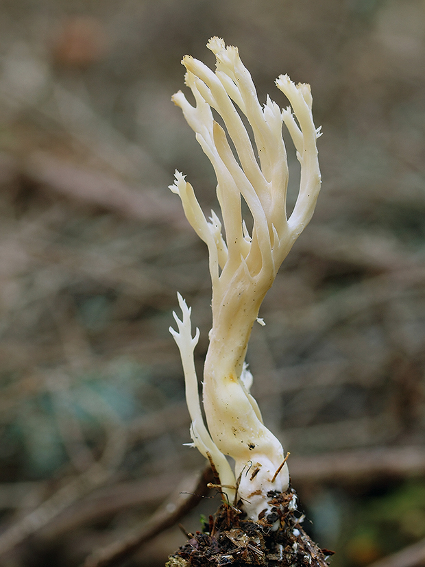 konárovka hrebenitá Clavulina coralloides (L.) J. Schröt.