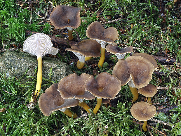 kuriatko lievikovité Craterellus tubaeformis (Fr.) Quél.