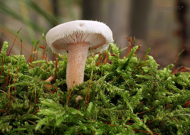 čechruľka čírovkovitá Ripartites tricholoma (Alb. & Schwein.) P. Karst.