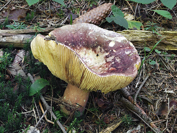 plávka olivová Russula olivacea (Schaeff.) Fr.