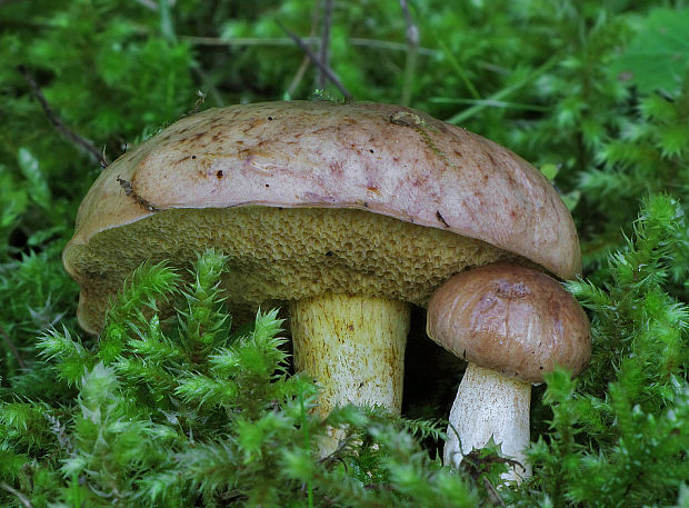 masliak zrnitý Suillus granulatus (L.) Roussel