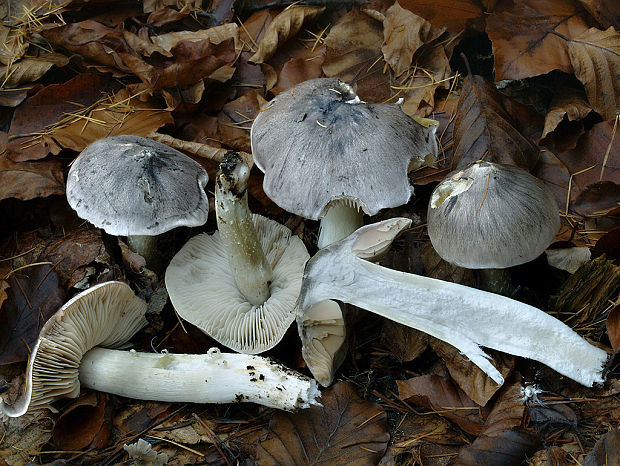 čírovka sivá Tricholoma portentosum (Fr.) Quél.