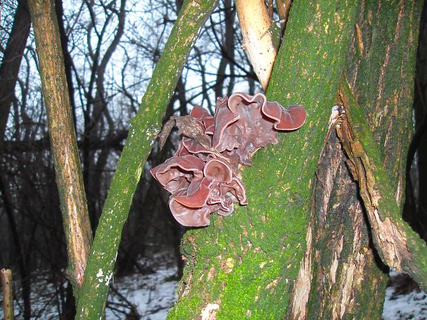 uchovec bazový Auricularia auricula-judae (Bull.) Quél.