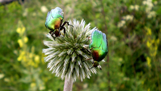 zlatoň obyčajný Cetonia aurata