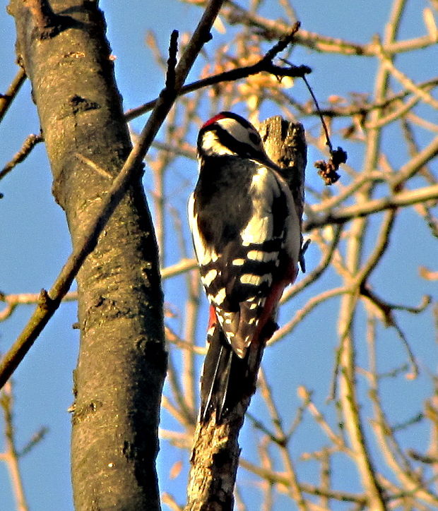 ďateľ veľký Dendrocopos major