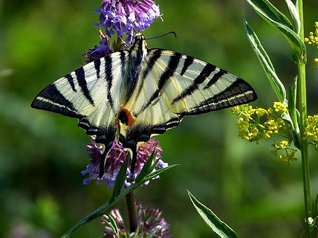 vidlochvost ovocný Iphiclides podalirius Linnaeus, 1758