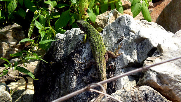 jašterica zelená Lacerta viridis