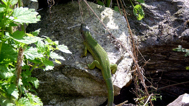 jašterica zelená Lacerta viridis