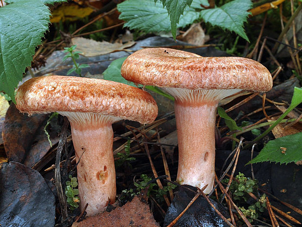 rýdzik kravský Lactarius torminosus (Schaeff.) Gray