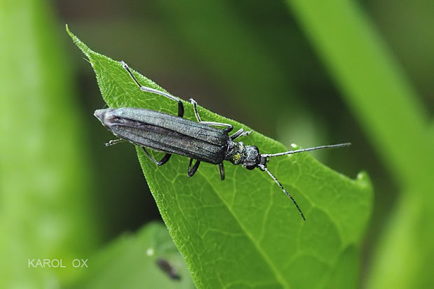 stehnáč Oedemera sp.