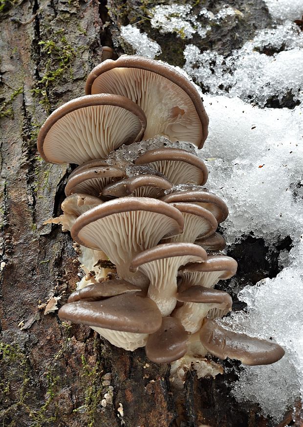 hliva ustricovitá Pleurotus ostreatus (Jacq.) P. Kumm.