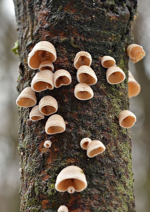 škľabka plstnatá Schizophyllum amplum (Lév.) Nakasone