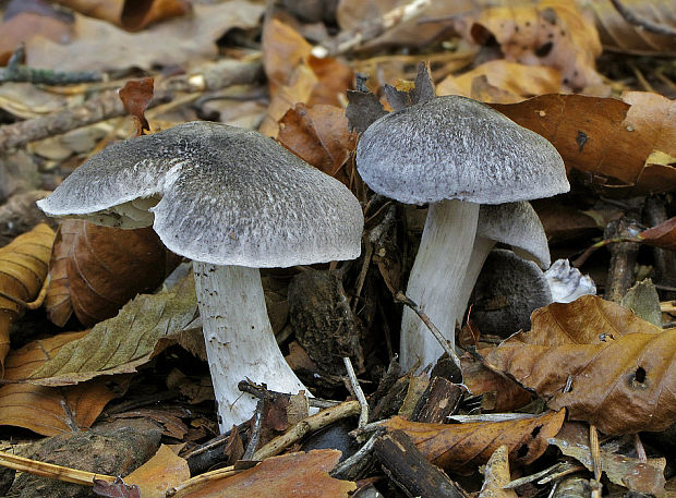 čírovka buková Tricholoma sciodes (Pers.) C. Martín