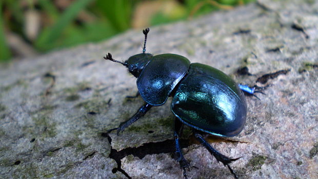 lajniak hladký Trypocopris vernalis