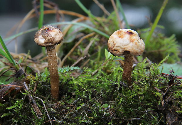 stopkovec zimný Tulostoma brumale Pers.