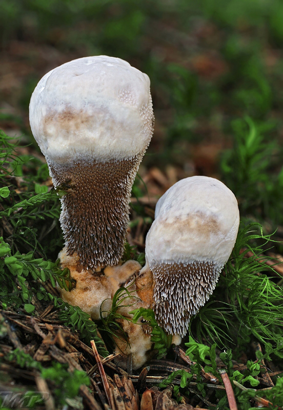 jelenkovka modrastá Hydnellum caeruleum (Hornem.) P. Karst.