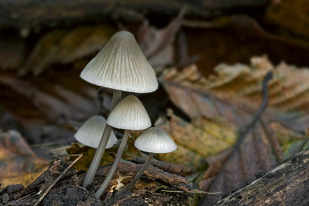 prilbička buková ? Mycena fagetorum (Fr.) Gillet