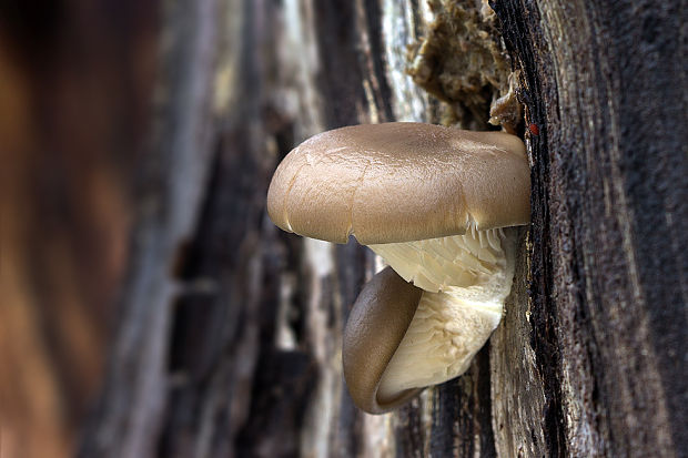 hliva ustricovitá Pleurotus ostreatus (Jacq.) P. Kumm.