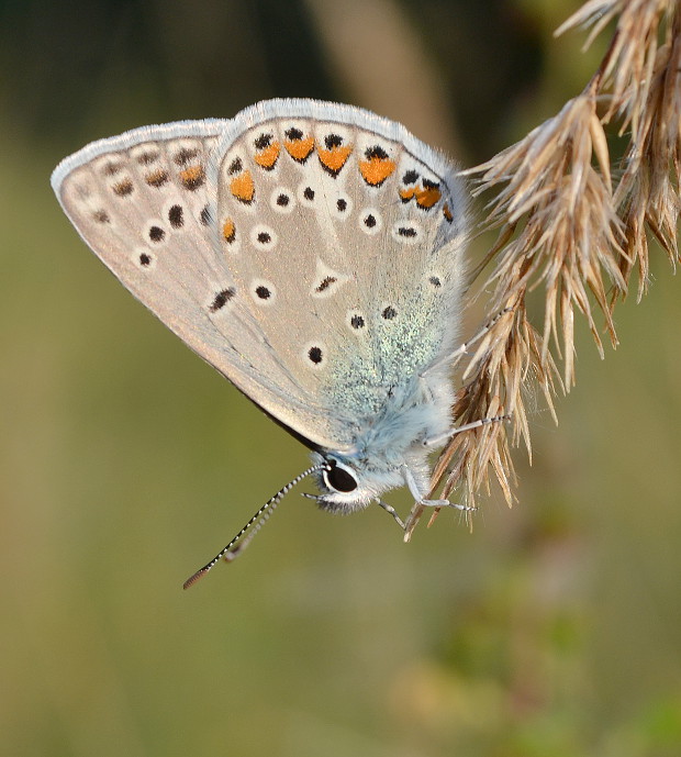 modráčik blankytný Polyommatus thersites Cantener, 1835