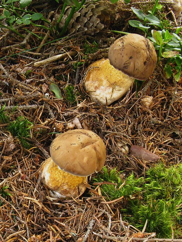 podhríb žlčový Tylopilus felleus (Bull.) P. Karst.