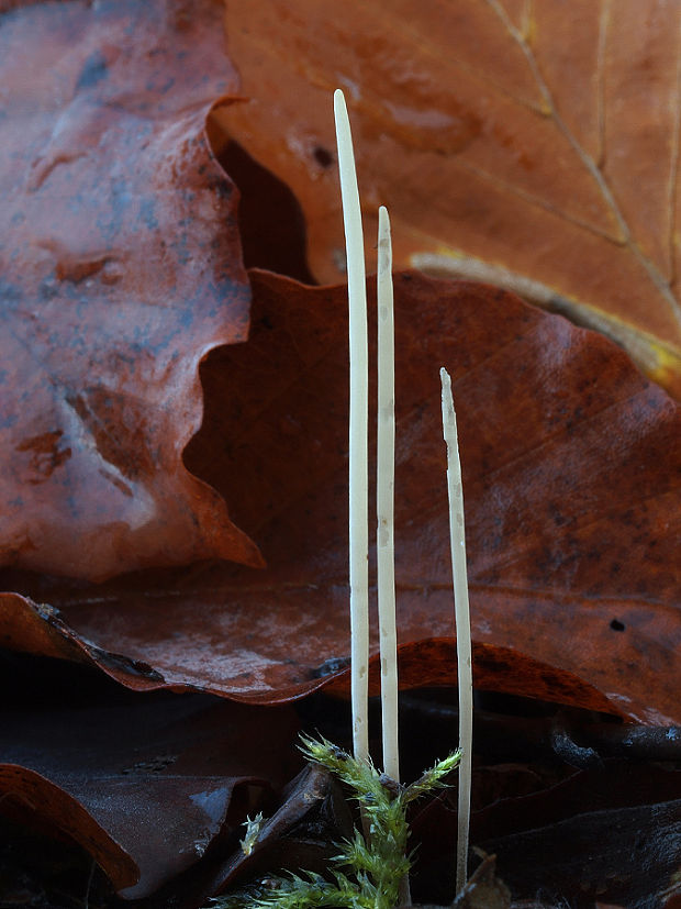 pálkovka Typhula sp.