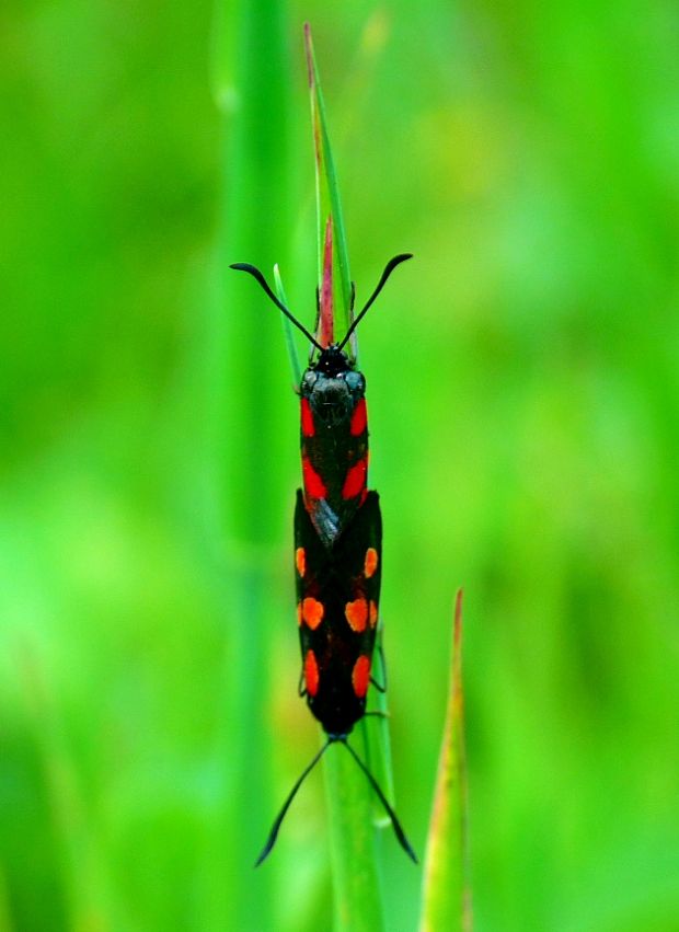 vretienka ďatelinová Zygaena trifolii