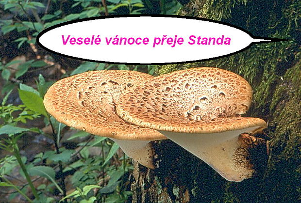 Veselé Vánoce.