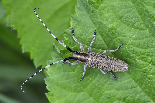 vrzúnik úzkoštíty Agapanthia villosoviridescens