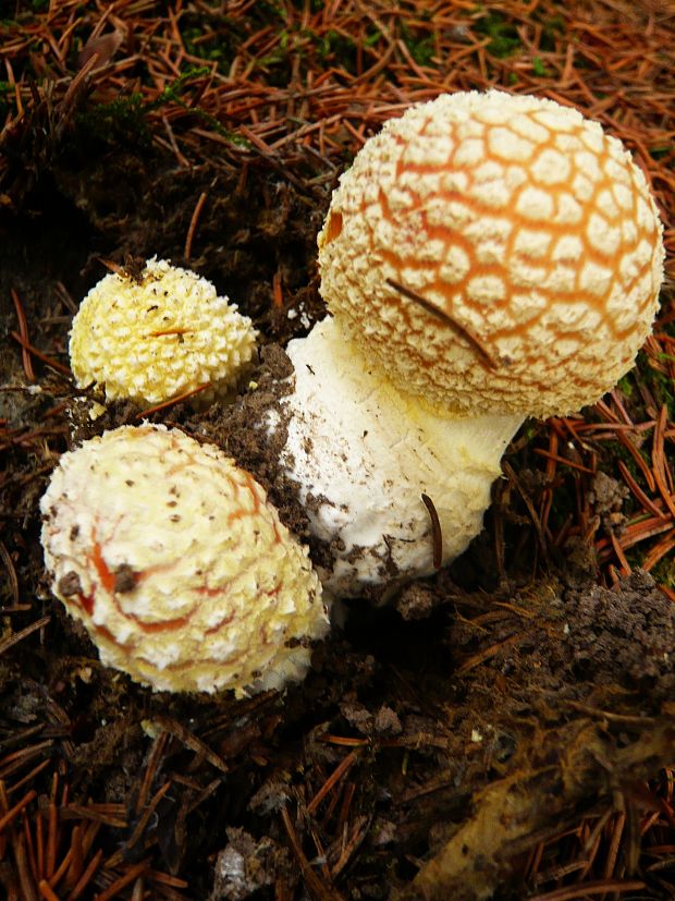 muchotrávka červená Amanita muscaria (L.) Lam.