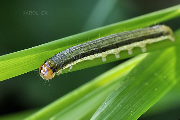 sivkavec traslicový Apamea scolopacina