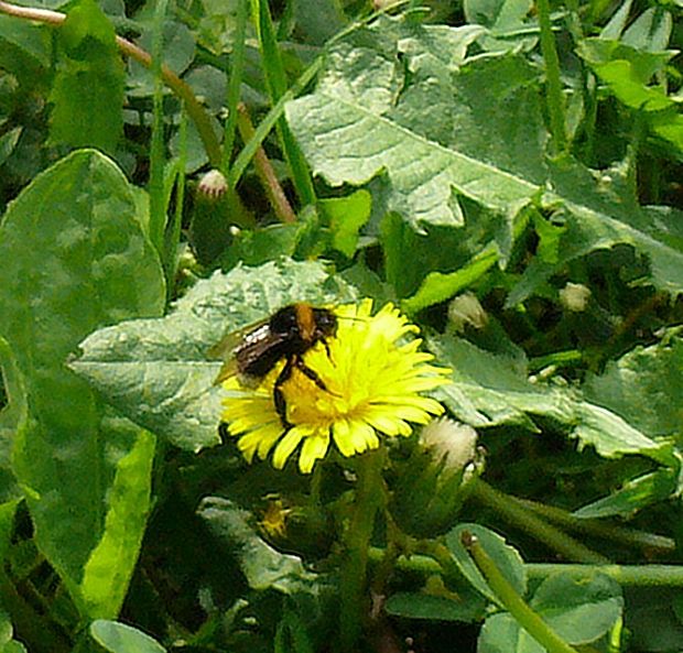 čmelák zemní - čmeliak zemný Bombus terrestris