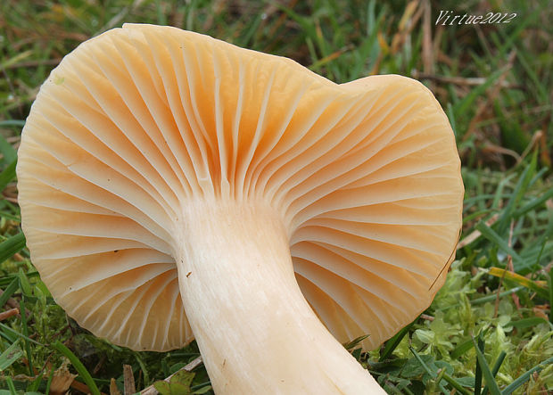 lúčnica statná Cuphophyllus pratensis (Fr.) Bon