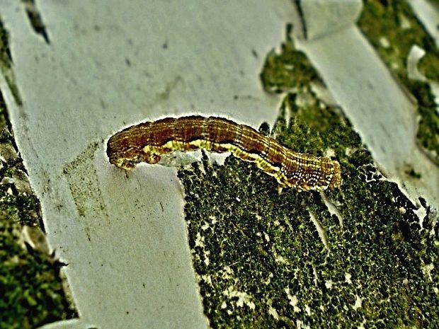 piadivka zimná / tmavoskvrnáč zhoubný Erannis defoliaria