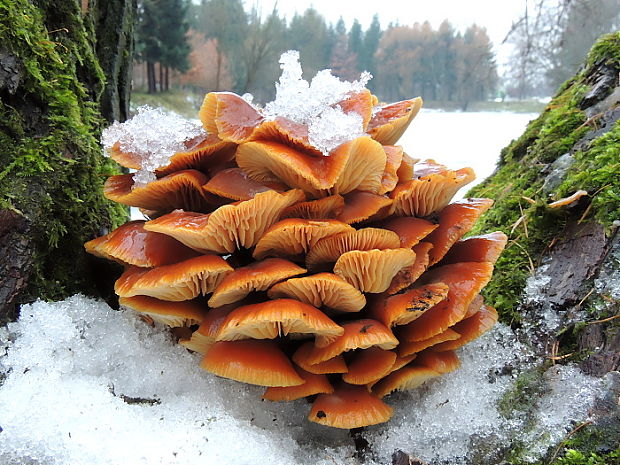 plamienka zimná Flammulina velutipes (Curtis) Singer