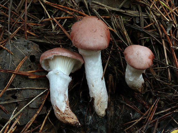 sliziak ružový Gomphidius roseus (Fr.) Oudem.