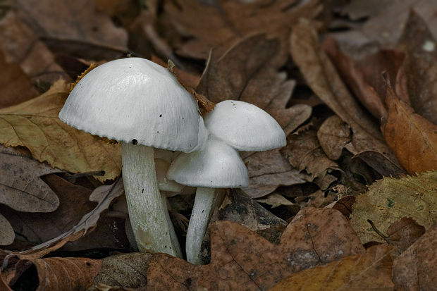 šťavnačka Hygrophorus sp.