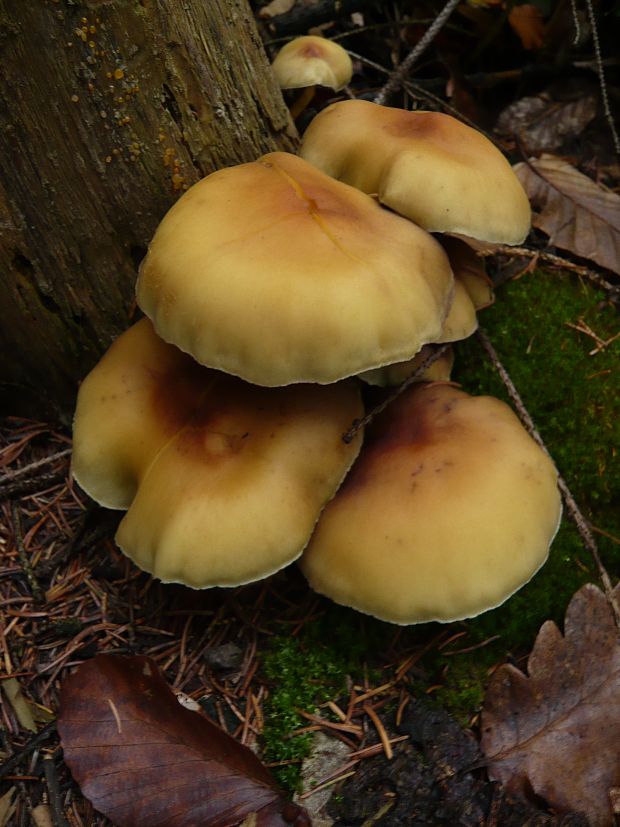 strapcovka zväzkovitá Hypholoma fasciculare (Huds.) P. Kumm.