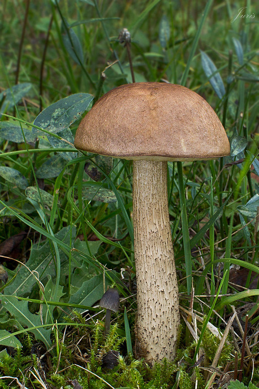 kozák brezový Leccinum scabrum (Bull.) Gray