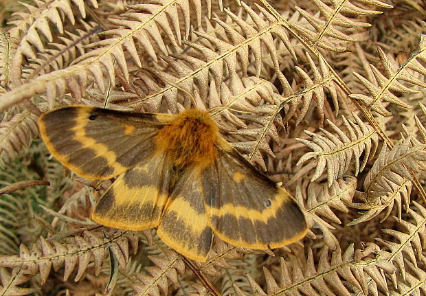 papriadkovec jastrabnikový Lemonia dumi