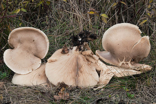 pôvabnica mramorovaná Lepista panaeolus (Fr.) P. Karst.