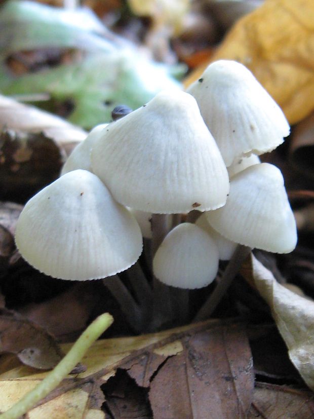 prilbička olivovožltá Mycena arcangeliana Bres.