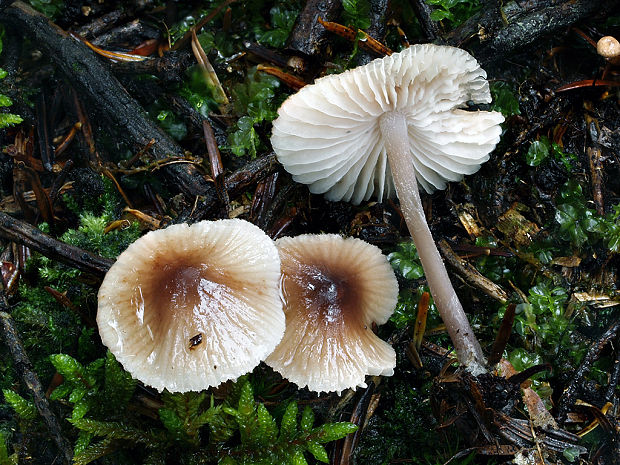 prilbička zefírová Mycena zephirus (Fr.) P. Kumm.