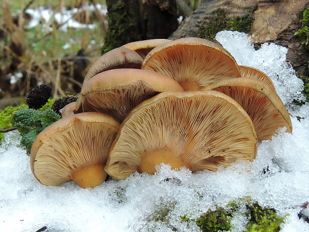 pňovka neskorá Sarcomyxa serotina (Pers.) P. Karst.